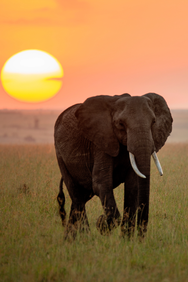 Bellezas Africanas #2: Las Grandes Migraciones